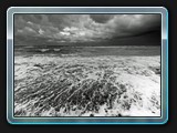 Wilde Ostsee
