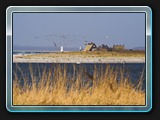 Blick zur Vogelinsel Langenwerder (NSG)