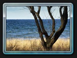 9895_Baum am Strand