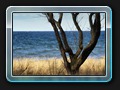 9895_Baum am Strand