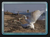 Schwanenkampf am Strand