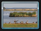Wildgänse am Faulen See