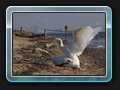 Schwanenkampf am Strand