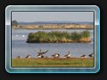Wildgänse am Faulen See