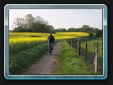 Radfahrer am Raps
