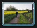 Radfahrer am Raps