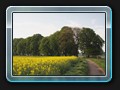 Weg nach Dobbin. Vorne beginnt eine schöne Allee.