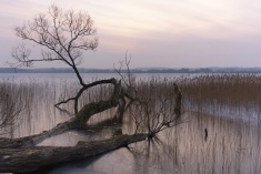 Baum im Inselsee