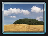 Waldblick am Weg von Carlsdorf