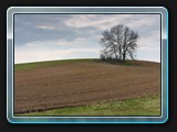 Baumgruppe am Weg nach Carlsdorf