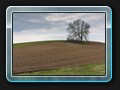 Baumgruppe am Weg nach Carlsdorf