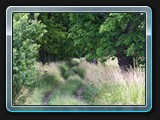 Weg nach Groß Labenz. Wird scheinbar nicht oft genutzt der Weg.