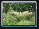 Der Weg nach Laase, auch nicht oft genutzt.
