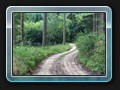 Der Waldweg nach Eickelberg
