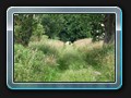 Der Weg nach Laase, auch nicht oft genutzt.