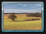 Soll mit Baum am Wege.