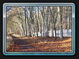 An der Mauer