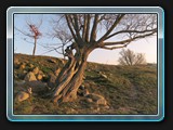 Baum am Weg in den Seewiesen