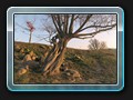 Baum am Weg in den Seewiesen