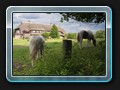Ferienhaus mit Pferden. Nun sind wir wieder auf der alten Plauer Poststraße