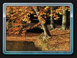 Herbst im Park