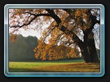 Ein schöner alter Baum