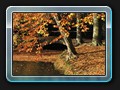 Herbst im Park