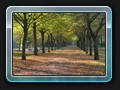 Allee im Park