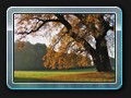 Ein schöner alter Baum