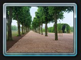 Allee im Schlosspark