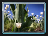 Tulpen von unten