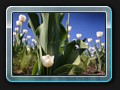 Tulpen von unten