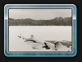 Winterbild am Faulen See